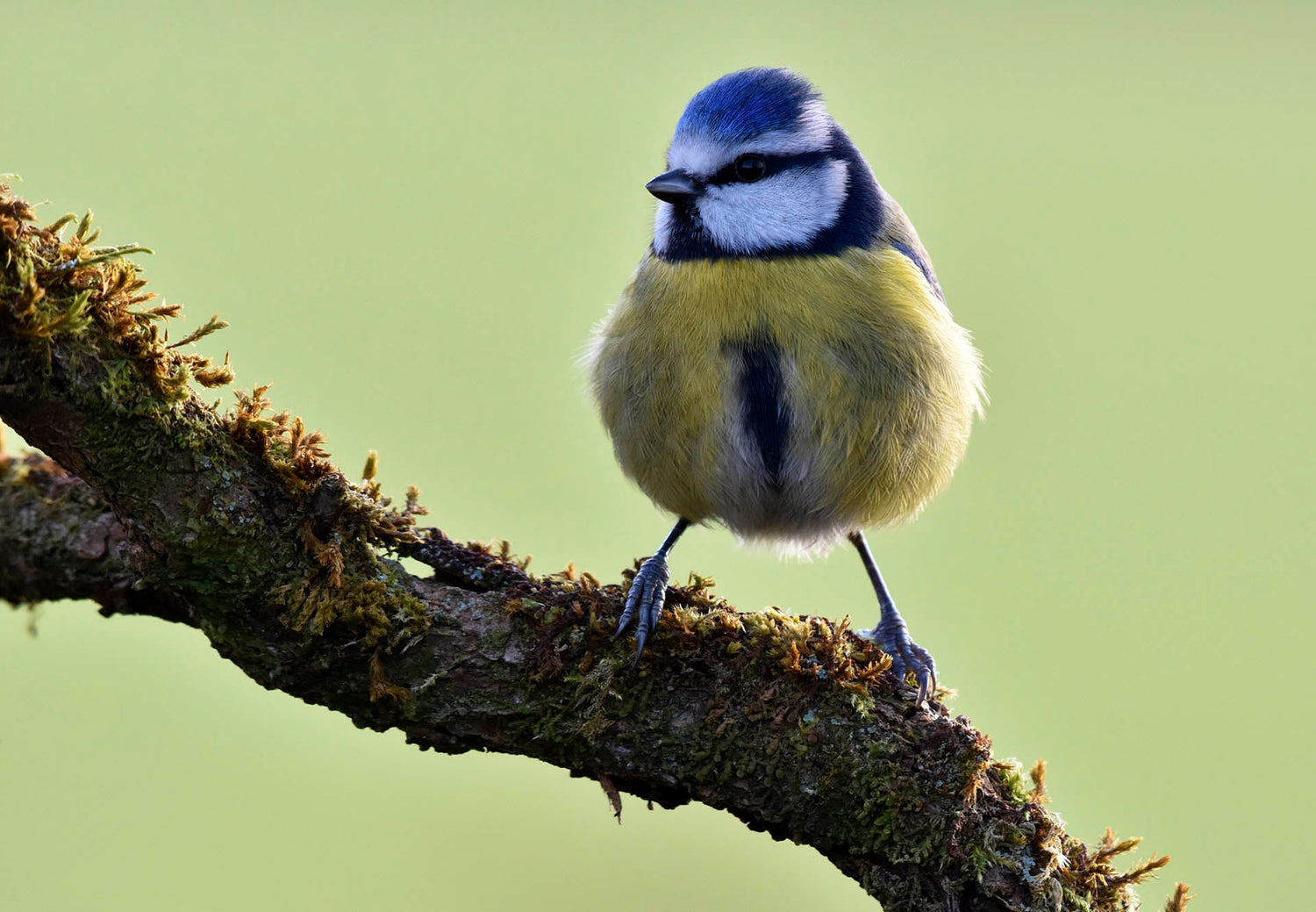 WildRead Feature Blog: Improve Your Wildlife Photography